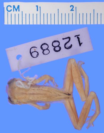 Media type: image; Herpetology A-12889